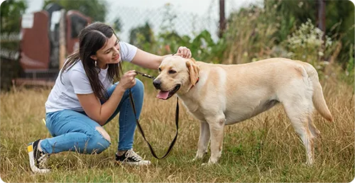 fur_fable_digestive_002_1